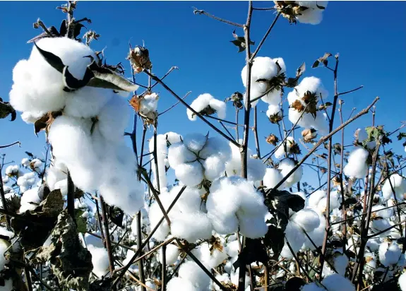  ??  ?? Plano Intercalar do Governo prevê o relançamen­to até Março de 2018 das culturas do algodão, cana-de-açúcar, girassol, café, palmar e cacau DR