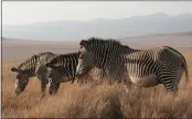  ?? MARY ANN ANDERSON — TRIBUNE NEWS SERVICE ?? Three Grévy's zebras graze. The animals have been the species hit the worst by Kenya's two-year drought.