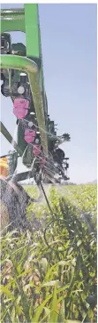  ?? FOTO: EPD ?? Ein Traktor mit Sprühanlag­e auf einem Maisfeld.