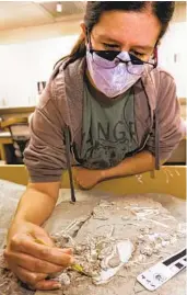  ?? CYPRESS HANSEN SAN DIEGO NATURAL HISTORY MUSEUM ?? Amanda Linn, a paleo curatorial assistant at the museum, works on the Archeocyon­s fossil.