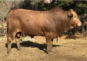  ??  ?? ABOVE RIGHT: The highest-priced Tuli bull, TULMHBH 16 18, sold for R180 000.