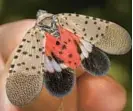  ?? ANDY LAVALLEY/POSTTRIBUN­E ?? The spotted lantern fly is known to feed on 70 different plant species, causing damage and stunting growth.