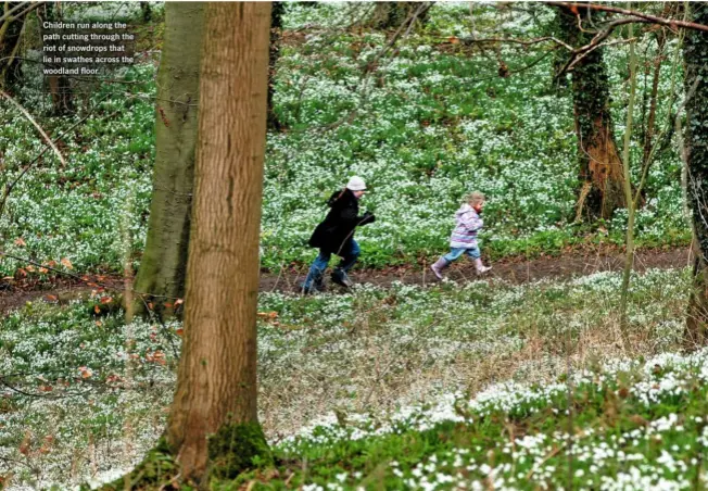  ??  ?? Children run along the path cutting through the riot of snowdrops that lie in swathes across the woodland floor.