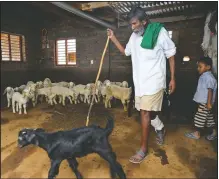  ??  ?? Kamegowda tends to his sheep at his home in Dasanadodd­i village.