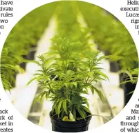  ?? ?? Limitation­s on the potency of cannabis products has been proposed.