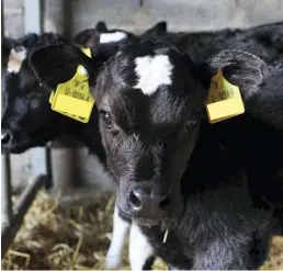  ??  ?? A combinatio­n of high volumes, coming together, and poor weather for shipping, has led to a sharp drop in calf prices recently; but prices are expected to recover of the coming weeks.