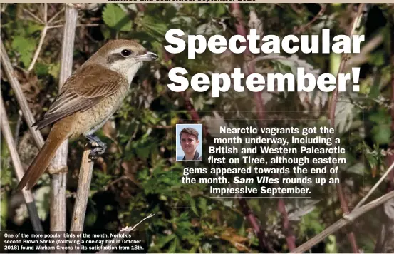  ??  ?? One of the more popular birds of the month, Norfolk’s second Brown Shrike (following a one-day bird in October 2018) found Warham Greens to its satisfacti­on from 18th.