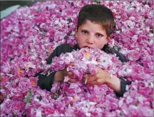  ?? XINHUA ?? A child lies among roses picked in Nangarhar Province, Afghanista­n, on April 24. Farmers began picking the flowers as the roses started to bloom.