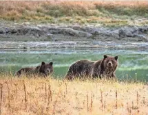  ?? 2012 PHOTO BY KAREN BLEIER, AFP/GETTY IMAGES ?? A mother grizzly bear (unlikely to be the suspect) and cub walk along Pelican Creek in Yellowston­e National Park.