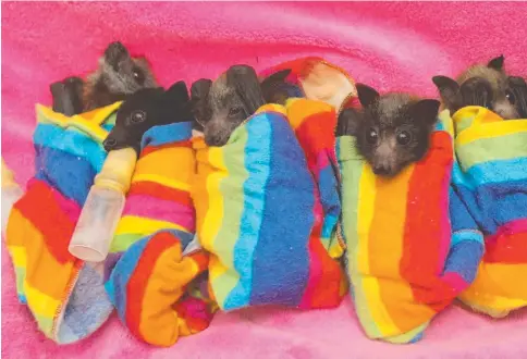  ??  ?? Ten of the 90 baby spectacled flying foxes brought to the Gold Coast from Cairns snuggle down with bottles of milk at the Australian Bat Clinic in Advancetow­n, where they are being cared for by volunteers.