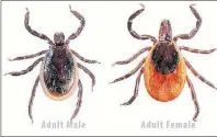  ?? FILE PHOTO ?? Deer ticks can infect people with Lyme disease, even in a province like P.E.I. where there are no deer.
