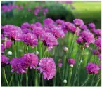  ?? ?? Armeria Morning Star