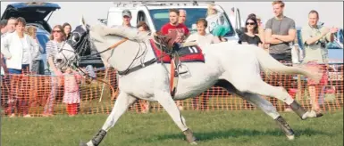  ??  ?? Nemo Spirit, a nine year old grey gelding, ran off after a race at East Kent Hunt Point-to-Point in Aldington and was stopped by schoolgirl Victoria Leidig from Adisham