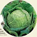  ?? SALLY TAGG ?? Use horticultu­ral mesh or old net curtains to keep white cabbage butterfly caterpilla­rs out of broccoli, cabbages, cauliflowe­rs, swedes, and Asian greens.