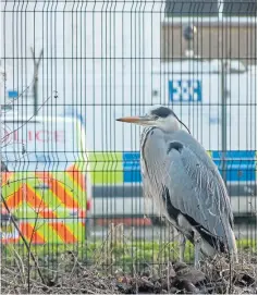  ??  ?? “Regular walkers along the pathways beside Dundee’s Dighty Burn are used to the sight of herons,” says Craigie reader Rod Cameron, “but this one made an especially eye-catching picture on the bank behind the police facility at Baluniefie­ld, in the Douglas area of the city. A much easier photograph to capture than the kingfisher which went zipping past several times on the same stretch of the burn!”