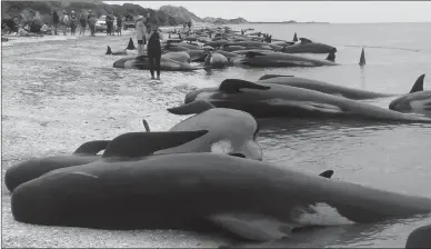  ?? The Associated Press ?? Whales are seen on the beach at Farewell Spit near Nelson, New Zealand on Frida. Volunteers formed a human chain in the water at a remote beach as they tried to save about 100 whales after more than 400 of the creatures beached themselves in one of the...