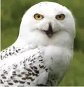  ??  ?? Native to Arctic: Snowy owl