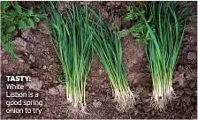  ?? ?? TASTY: White Lisbon is a good spring onion to try