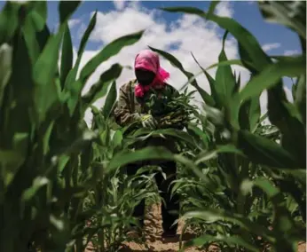  ?? JOSH HANER/THE NEW YORK TIMES FILE PHOTO ?? China’s demand for corn is expected to outstrip supply in the next decade, and would benefit from U.S. seeds.