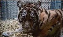  ?? Oakland Zoo ?? This 8-month-old female tiger cub with 10 fractures arrived at the Oakland Zoo on Tuesday after being rescued from a private facility in the western U.S.