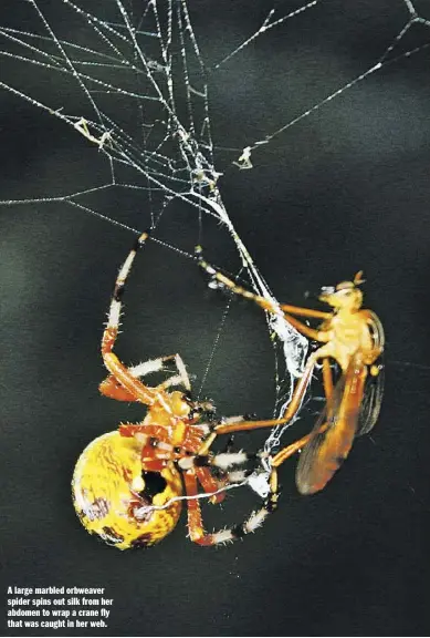  ?? PHOTO BY PAM OWEN ?? A large marbled orbweaver spider spins out silk from her abdomen to wrap a crane fly that was caught in her web.