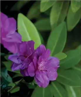  ?? NORMAN WINTER PHOTOS / TNS ?? Perfecto Mundo Double Purple azaleas and the lime green of the anise form a perfect fall partnershi­p at The Garden Guy’s house.