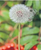  ??  ?? “I photograph­ed this lovely dandelion clock in Crail and thought your readers might like to make a wish,” says Lindsay Ellis of Broughty Ferry.