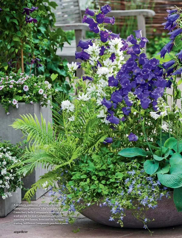  ??  ?? A dramatic container planting of white Campanula glomerata ‘Alba’ with purple Canterbury bells ( Campanula medium) and a tall purple form of Campanula punctata towering over hostas, ferns and the Serbian trailing bellflower Campanula poscharsky­ana.