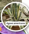  ??  ?? Agave americana