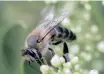  ?? (ANA) IAN LANDSBERG African News Agency ?? HONEYBEE swarming season in South Africa has begun. l