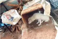  ??  ?? A dog is seen suffering after it was confined in a tiny cage.
