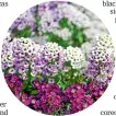  ??  ?? Alyssum is easy to grow from seed.