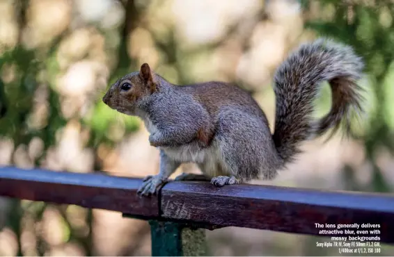  ??  ?? The lens generally delivers attractive blur, even with messy background­s Sony Alpha 7R IV, Sony FE 50mm F1.2 GM, 1/400sec at f/1.2, ISO 100