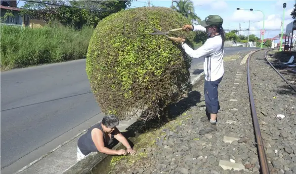  ?? SHIRLEY VÁSQUEZ ?? Doña Mayra y don Rónald trabajan en equipo para mantener bonito el barrio Invu Las Cañas, Alajuela. Al lado, la línea férrea.