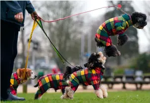  ?? ?? Jump at the chance: competitio­n aside, one poodle arriving at Birmingham’s NEC for Crufts last week couldn’t help but leap for joy