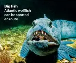  ??  ?? Big fish Atlantic wolffish can be spotted en route