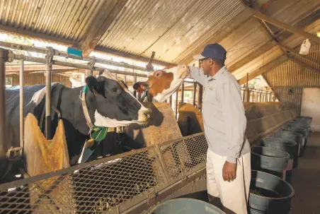  ?? Gregory Urquiaga / UC Davis 2018 ?? UC Davis Professor Ermias Kebreab checks on dairy cows from his 2018 study on how seaweed reduces methane in their burps. His research on beef cattle shows similar results.