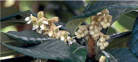  ?? PHOTO: COLIN SMITH/ FAIRFAX NZ ?? Loquat flowers.