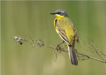  ?? ?? ELEVEN: Blue-headed x Grey-headed Wagtail (Briebiza Marshes, Poland, 9 April 2015). This bird shows a perplexing mixture of features. Although most resembling a male Blueheaded Wagtail, its superciliu­m is noticeably narrow before the eye and the lores and ear coverts look quite solidly dark. This combinatio­n of characters is incompatib­le with any Yellow Wagtail subspecies, so this bird must be an intergrade. Things get very difficult from now on, as assigning intergrade­s is even more fraught than identifyin­g ‘pure’ birds, but this bird’s Polish location suggests that a Blueheaded x Grey-headed Wagtail intergrade is most likely.