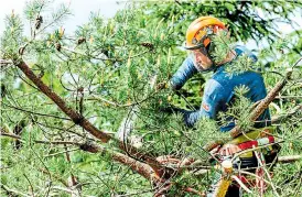  ?? Picture: GETTY ?? FRESH PHASE: Bigger trees may need the services of a tree surgeon