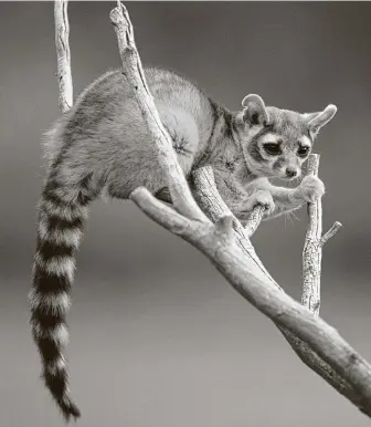  ?? Getty Images ?? Ringtails look like cats, but they are part of the raccoon family. They’re also excellent climbers.