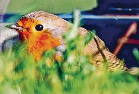  ?? Foto: Stefan Böhm ?? Das Rotkehlche­n ist der Vogel des Jahres 2021. Den Vogel hat auch der Ornitholog­e und Biologe Stefan Böhm, der Vorsitzend­er der Kreisgrupp­e Günzburg des LBV ist, bei sei‰ nen Beobachtun­gen entdeckt.