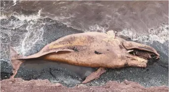  ?? - Acadie Nouvelle: Allison Roy ?? Une baleine de 35 pieds échouée à Stonehaven, près de Grande-Anse.