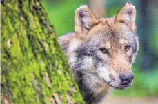  ?? FOTO: LINO MIRGELER/DPA ?? Die Ausbreitun­g von Wölfen im Alpenraum bereitet Alm- und Alphirten zunehmend Probleme.