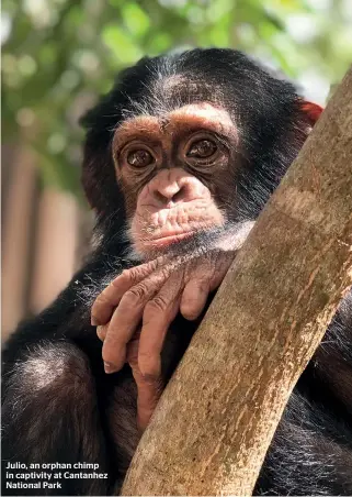  ??  ?? Julio, an orphan chimp in captivity at Cantanhez National Park