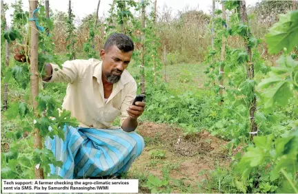  ??  ?? Tech support: A farmer checking the agro-climatic services sent via SMS. Pix by Samurdhi Ranasinghe/IWMI