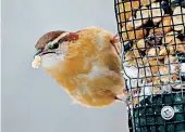  ?? ANNETTE MCCLELLAN PHOTO ?? Keep your avian friends coming by restocking bird feeders.