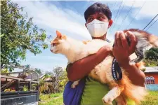  ?? ?? A volunteer rescues cats from abandoned houses during a patrol by animal welfare volunteers on Tagulandan­g Island in Indonesia.