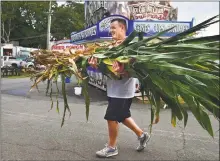  ?? Catherine Avalone / Hearst Connecticu­t Media file photo ?? North Branford resident Larry Augur, of Larry Augur Farm, carries a corn stalk into the Durham Fair in 2015. This year’s fair will run Sept. 27 to 30 at the Durham Fairground­s.