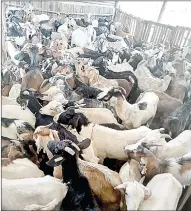  ?? (Courtesy pics) ?? (LEFT) Peggy Dlamini is hands on, she even vaccinates her stock. (ABOVE) She recently built a bigger shelter for her goats.